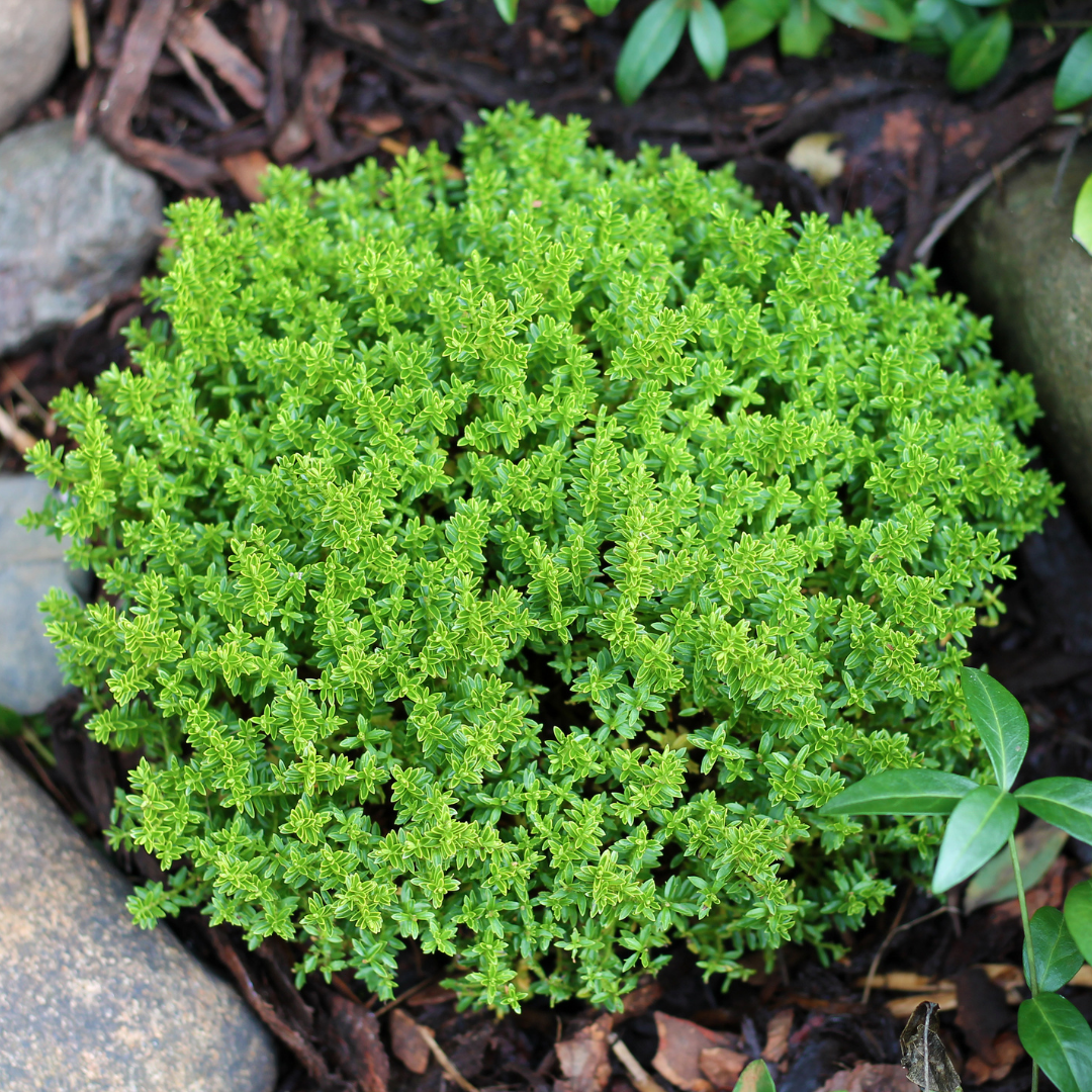 Hebe ‘Green Globe’ — Hardy Shrub, 2L Pot