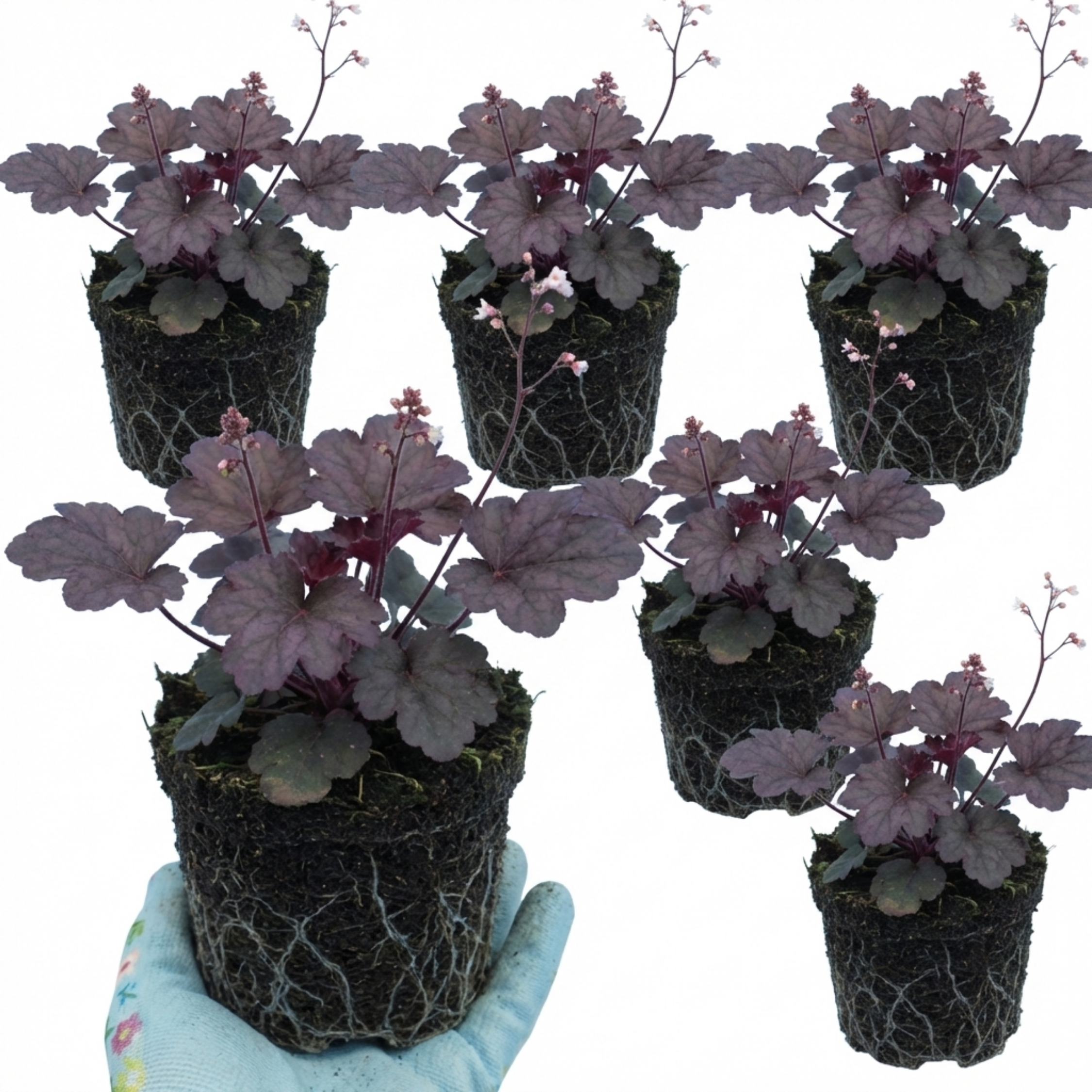 Heuchera ‘Palace Purple’ — Hardy Evergreen Perennial, Bee-Friendly, 1L Pot (Set of 3 or 6)