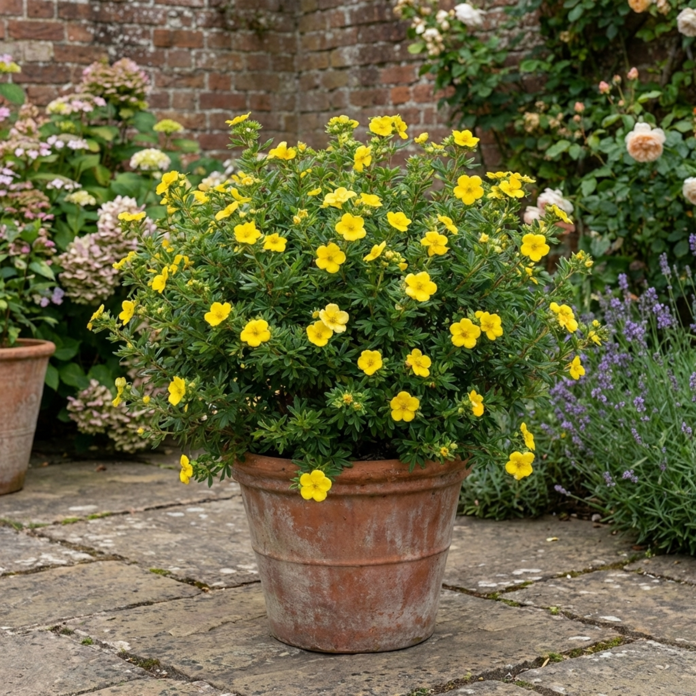 Potentilla ‘Goldfinger’ — Deciduous Shrub, Bee-Friendly, 2L Pot
