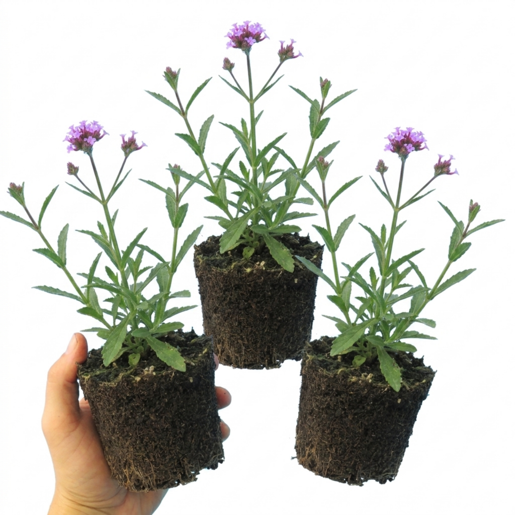 Verbena ‘Bonariensis’ — Hardy Perennial, Bee-Friendly, 1L Pot (Set of 3 or 6)