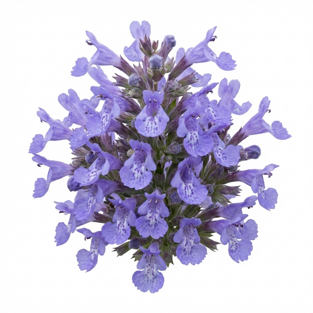 Nepeta faassenii — Catmint, Hardy Perennial, Bee-Friendly, 1L Pot (Set of 3 or 6)