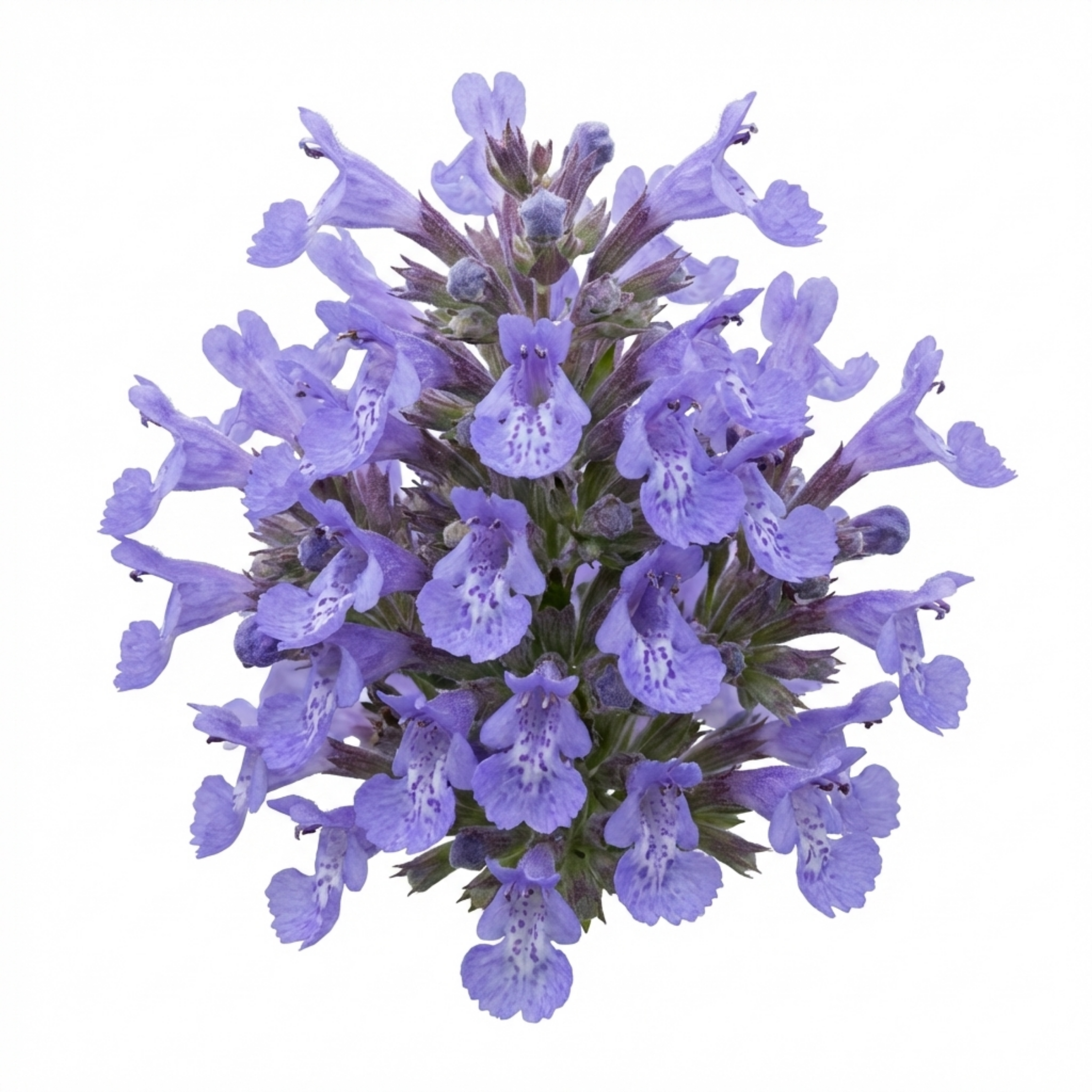 Nepeta faassenii — Catmint, Hardy Perennial, Bee-Friendly, 1L Pot (Set of 3 or 6)