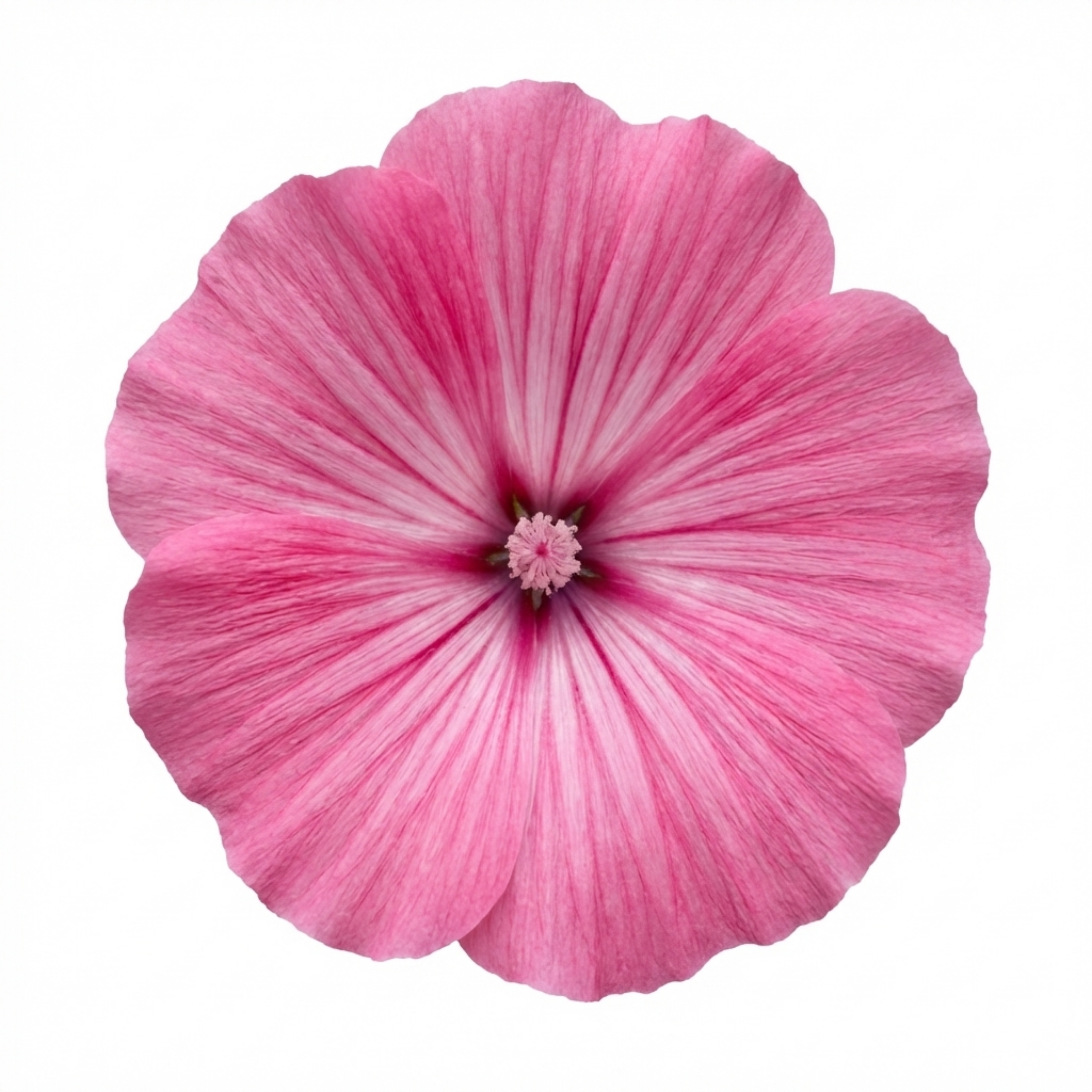 Lavatera ‘Bredon Springs’ — Semi-evergreen Shrub, Bee-Friendly, 2L Pot
