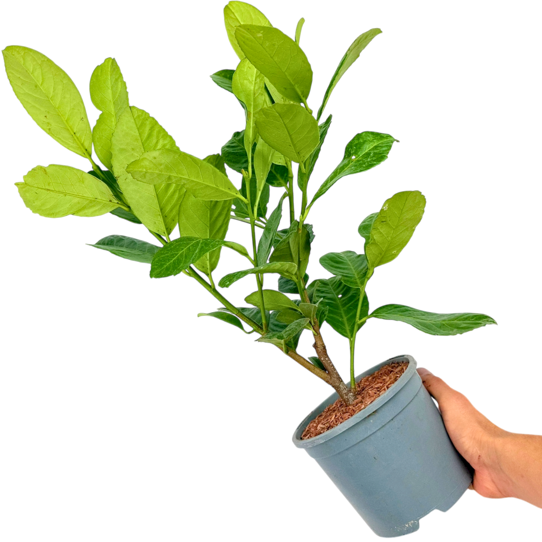 Prunus ‘Rotundifolia’ — Garden Tree, 2L Pot