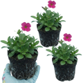 Arabis ‘Barranca Deep Rose’ — Evergreen Alpine Perennial, 1L Pot (Set of 3 or 6)