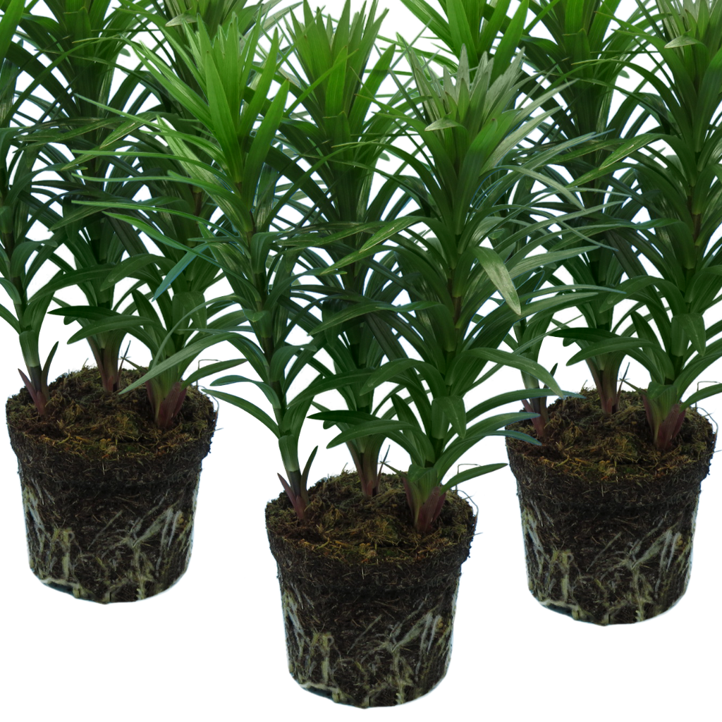 Lilium ‘Red’ — Hardy Bulb, Bee-Friendly, 1L Pot (Set of 3 or 6)