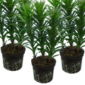 Lilium ‘Red’ — Hardy Bulb, Bee-Friendly, 1L Pot (Set of 3 or 6)
