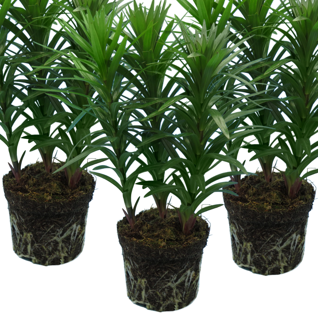 Lilium ‘Red’ — Hardy Bulb, Bee-Friendly, 1L Pot (Set of 3 or 6)