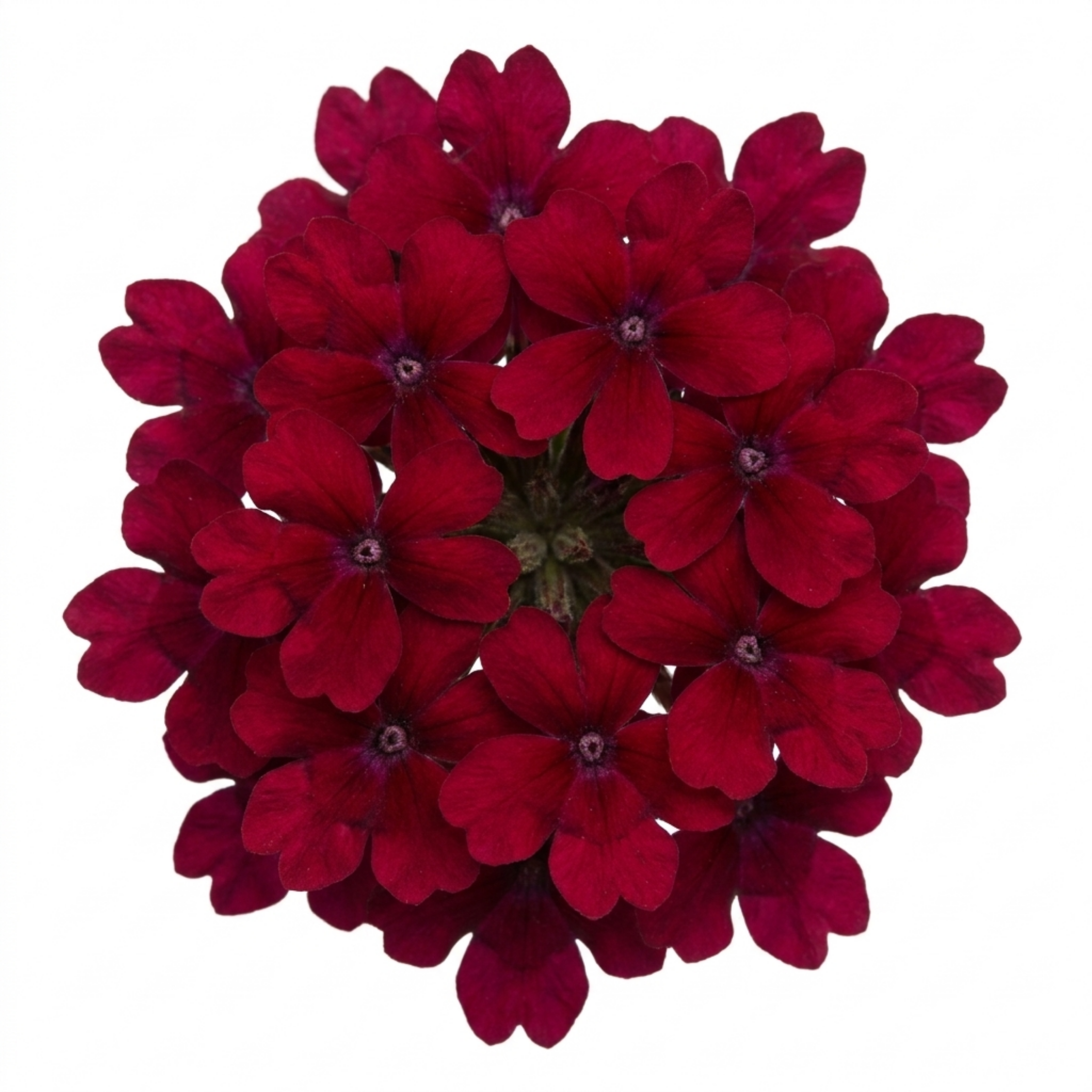 Lobelia ‘Starship Burgundy’ — Hardy Herbaceous Perennial, Bee-Friendly, 1L Pot (Set of 3 or 6)