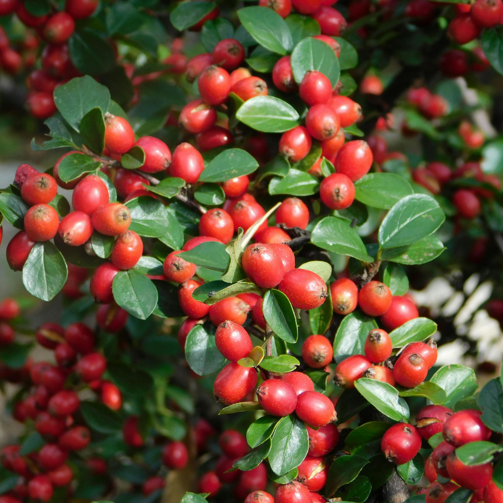 Cotoneaster ‘Horizontalis’ — Hardy Shrub, 2L Pot