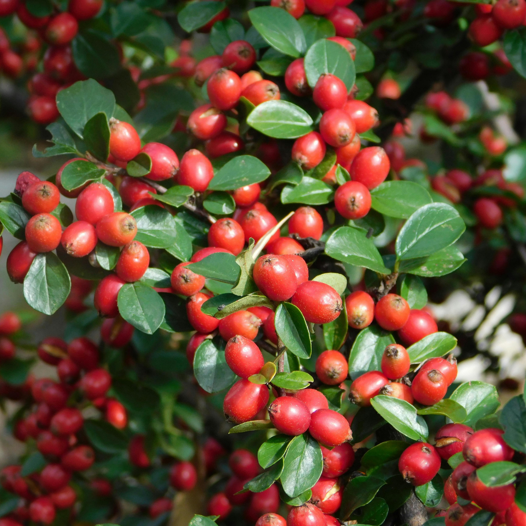 Cotoneaster ‘Horizontalis’ — Hardy Shrub, 2L Pot