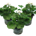 Pelargonium ‘Stella’ — Tender Perennial (grown as bedding), Bee-Friendly, 1L Pot (Set of 3 or 6)