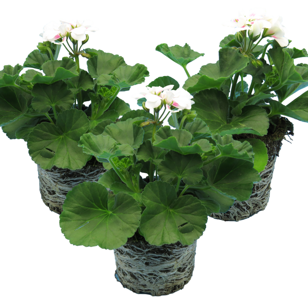 Pelargonium ‘Stella’ — Tender Perennial (grown as bedding), Bee-Friendly, 1L Pot (Set of 3 or 6)