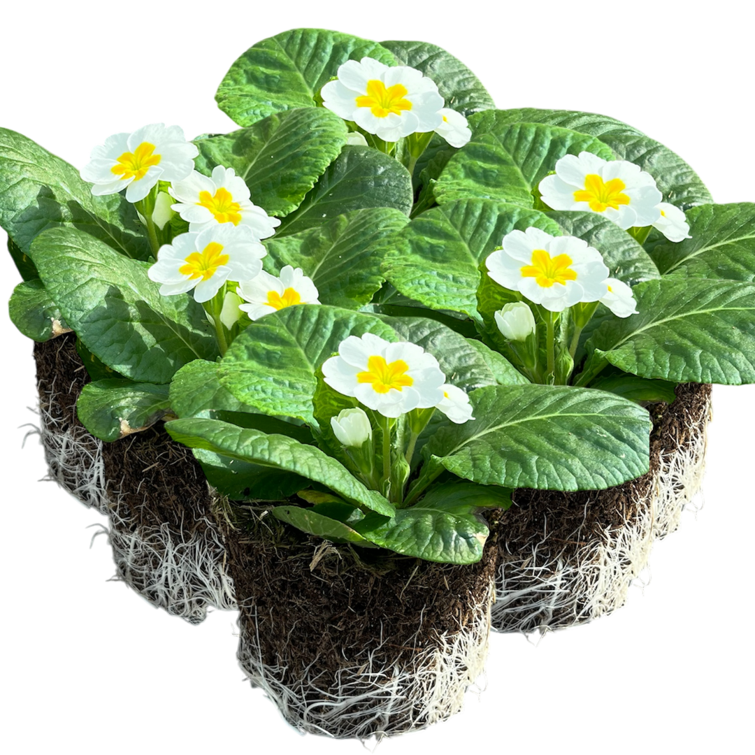 Primrose ‘White’ — Hardy Perennial, Bee-Friendly, 10.5cm Pot