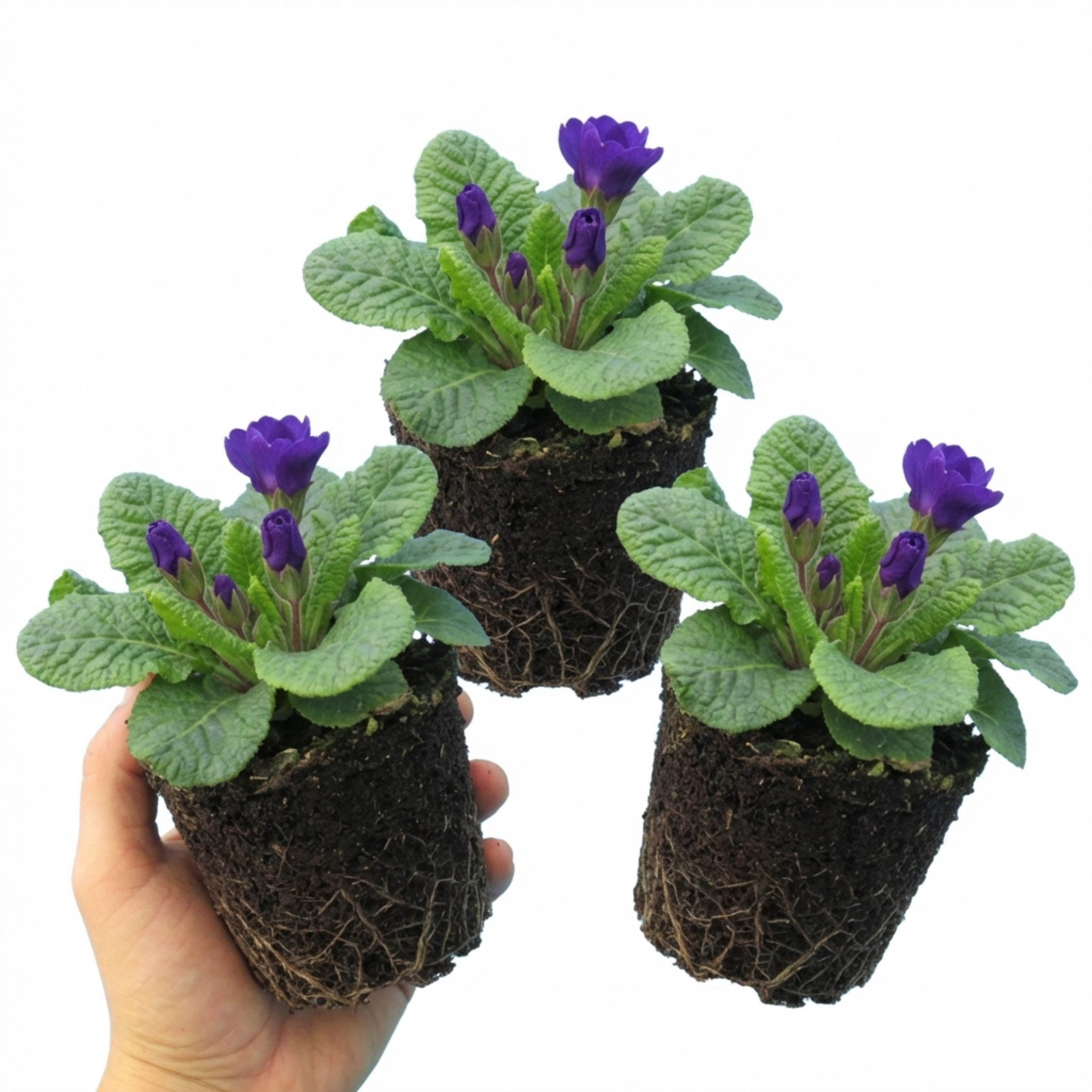 Primula ‘Little Queen Violet’ — Hardy Herbaceous Perennial, Bee-Friendly, 1L Pot (Set of 3 or 6)