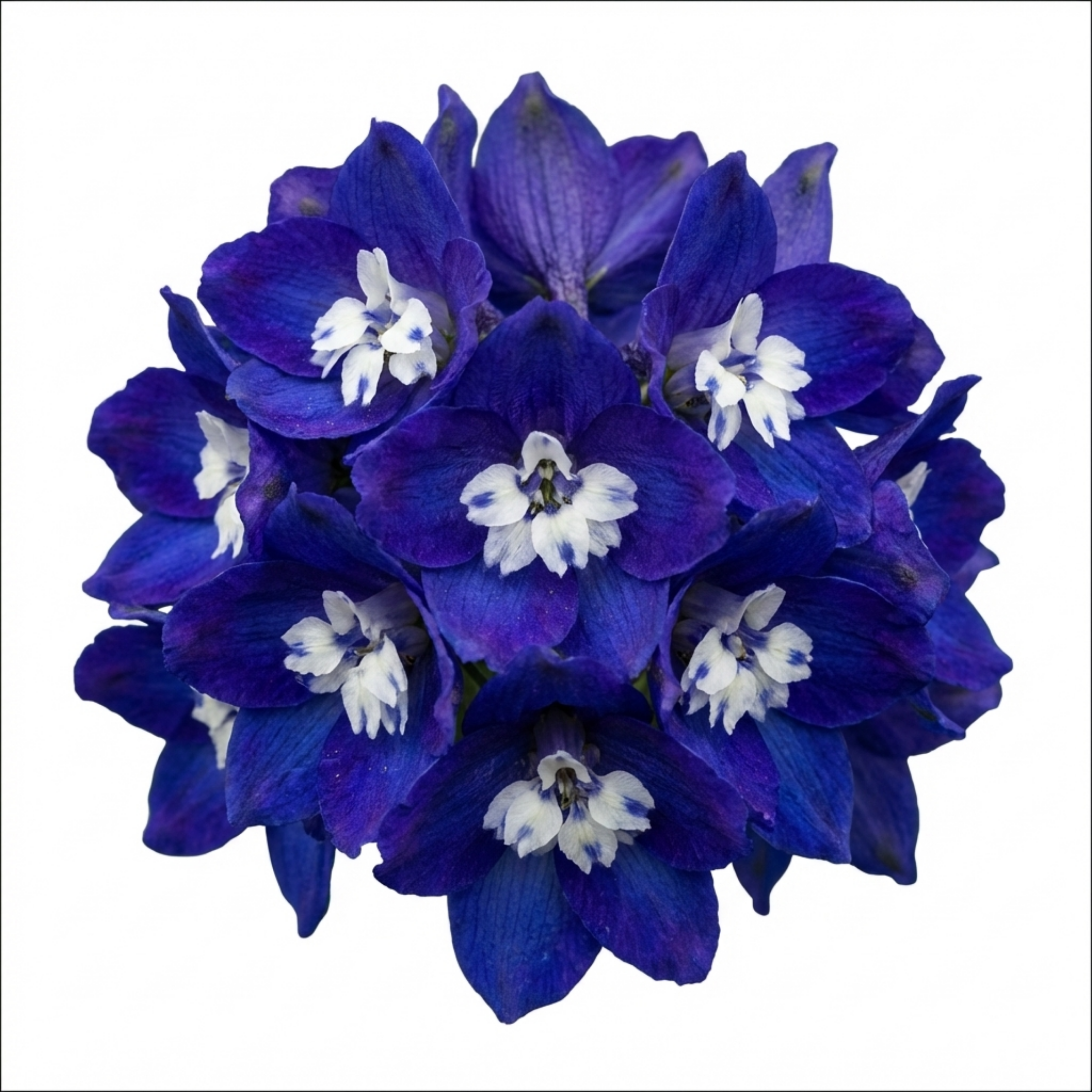 Delphinium ‘Dark Blue White’ — Hardy Perennial, Bee-Friendly, 1L Pot (Set of 3 or 6)