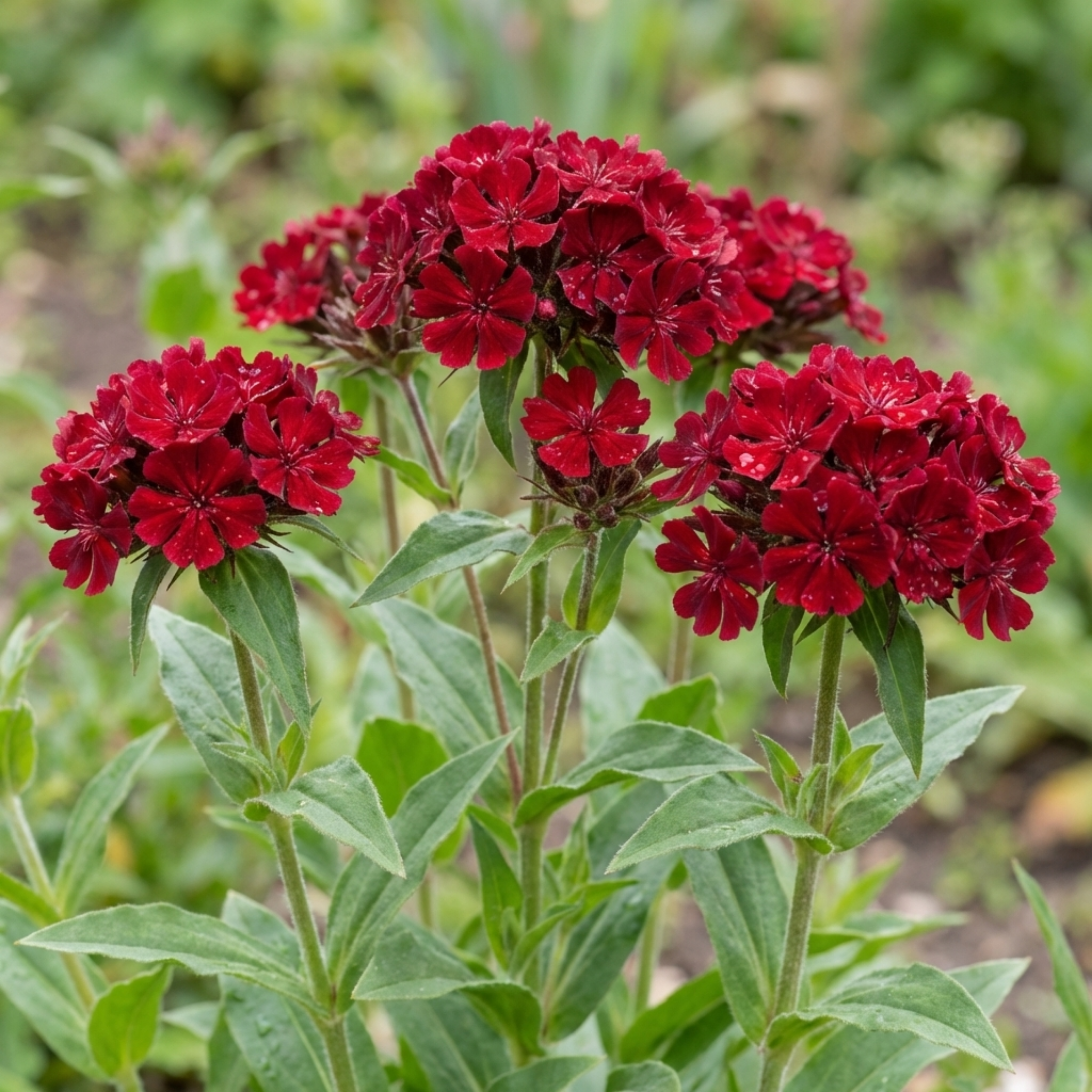 Lychnis ‘Rose Campion’ — Hardy Perennial, Bee-Friendly, 1L Pot (Set of 3 or 6)