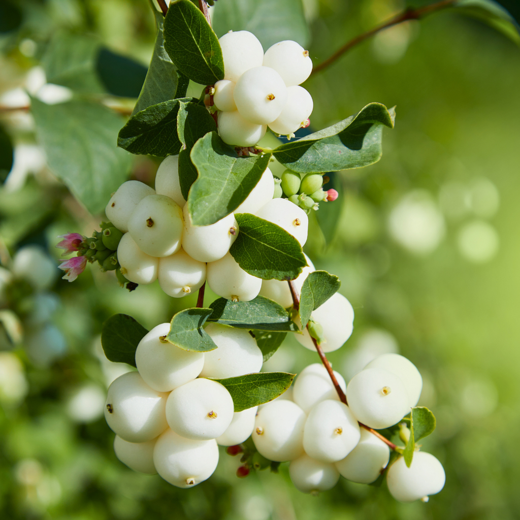 Symphoricarpos ‘Magical Galaxy’ — Hardy Perennial, 3L Pot