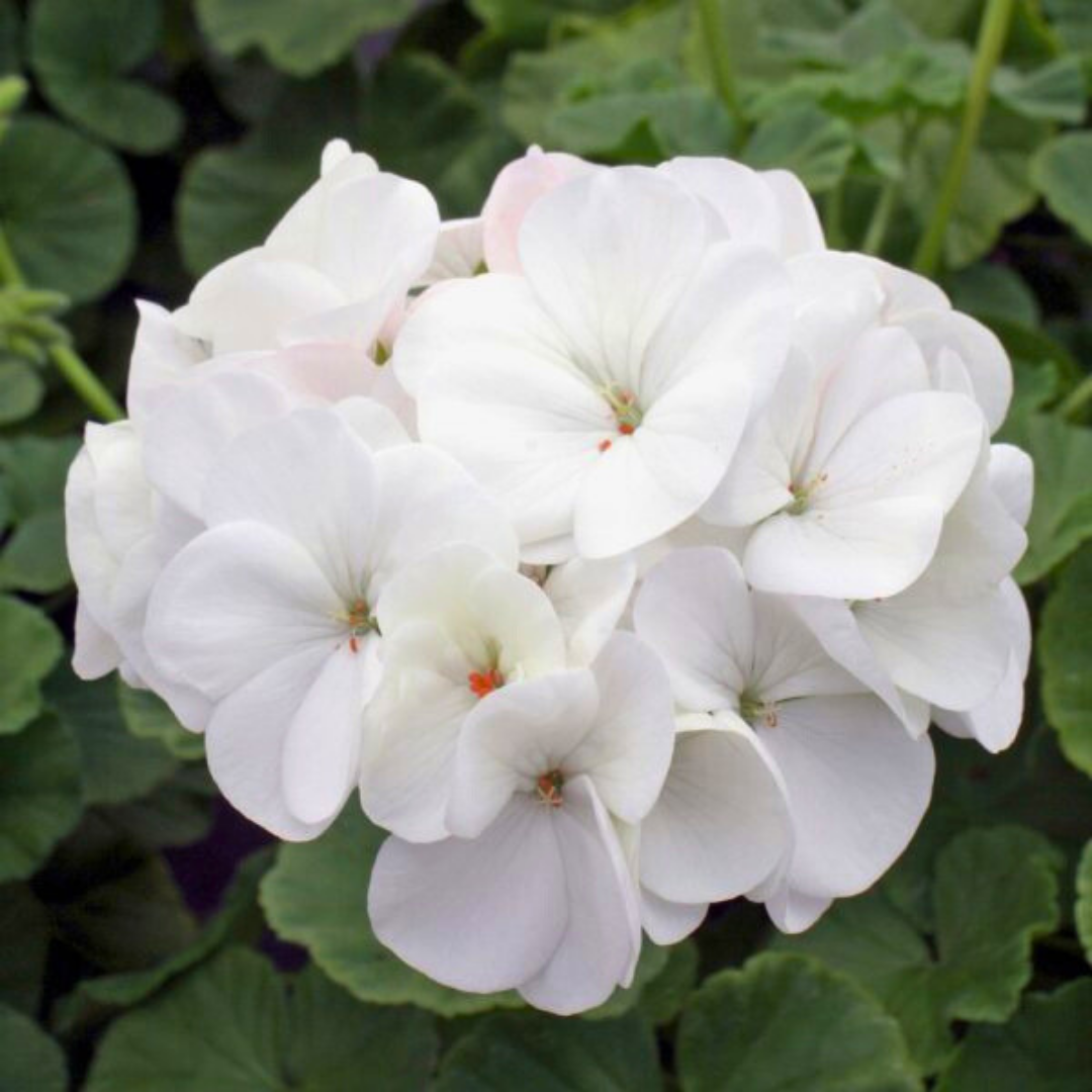 Pelargonium ‘Erika’ — Tender Perennial (grown as bedding), Bee-Friendly, 10.5cm Pot (Set of 3 or 6)