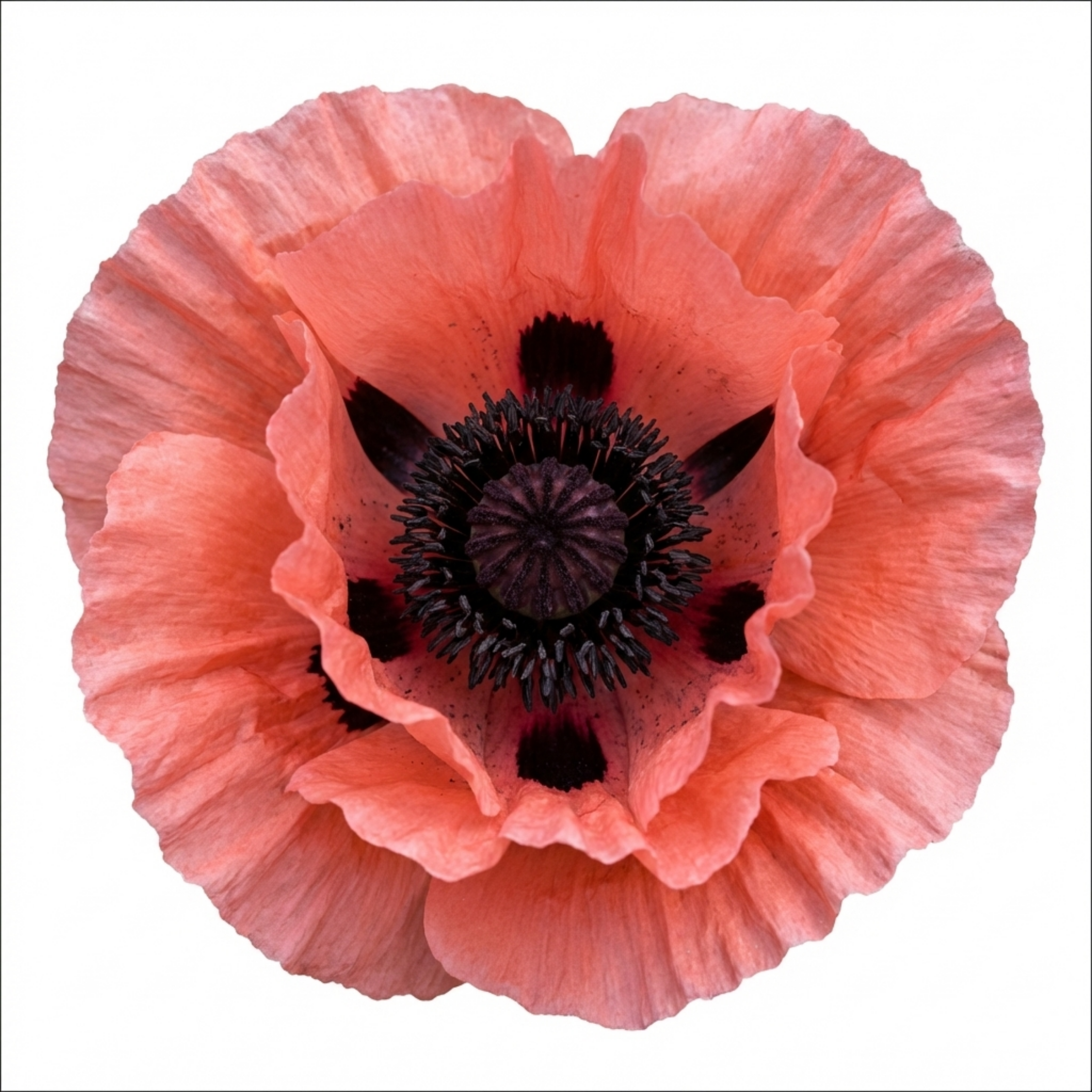 Papaver ‘Garden Gnome’ — Hardy Short-Lived Perennial, Bee-Friendly, 1L Pot (Set of 3 or 6)
