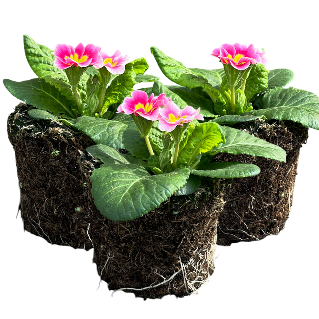 Primrose ‘Appleblossom’ — Hardy Perennial, Bee-Friendly, 10.5cm Pot