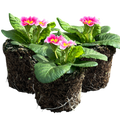 Primrose ‘Appleblossom’ — Hardy Perennial, Bee-Friendly, 10.5cm Pot