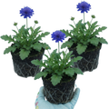 Scabious ‘Blue Note’ — Hardy Perennial, Bee-Friendly, 1L Pot (Set of 3 or 6)