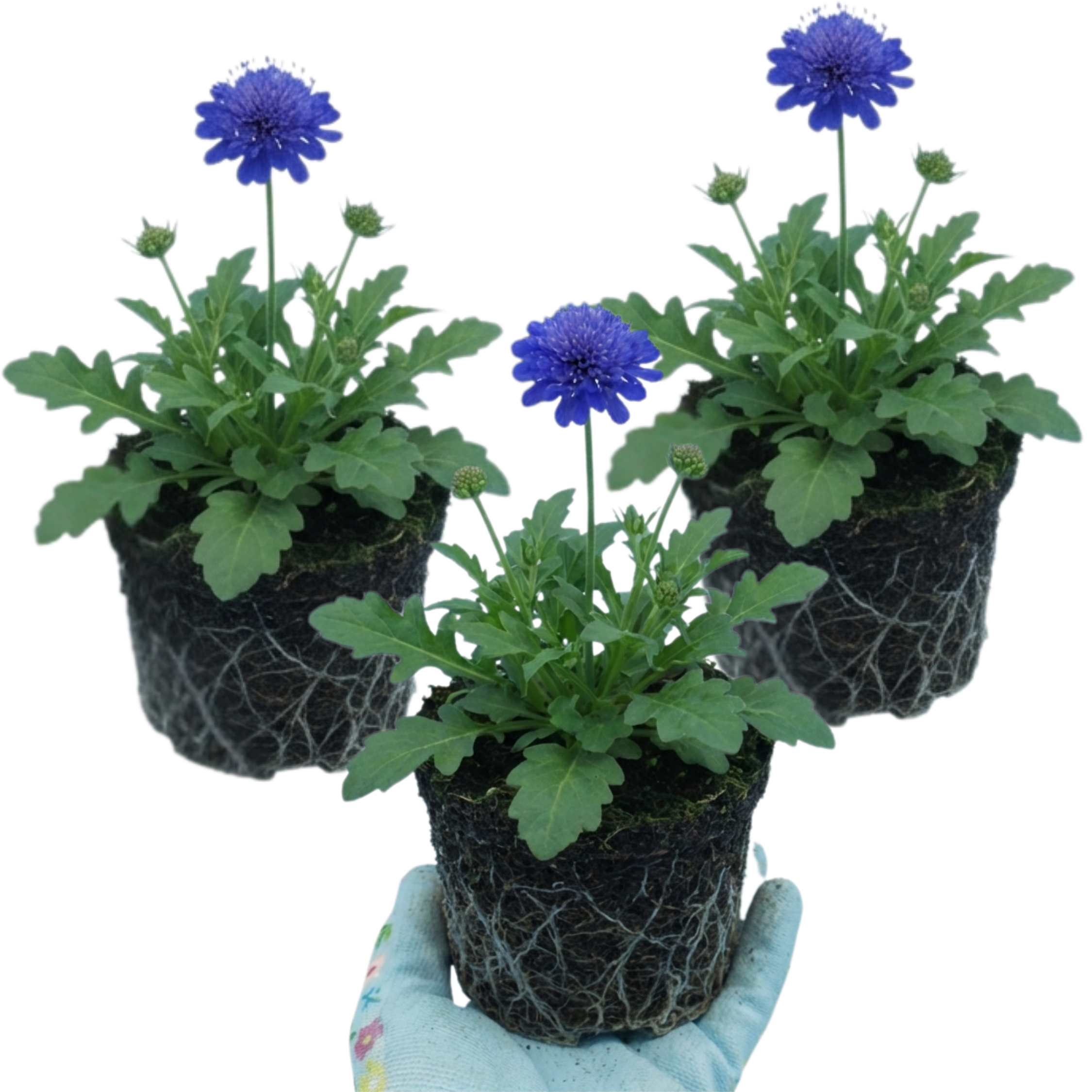Scabious ‘Blue Note’ — Hardy Perennial, Bee-Friendly, 1L Pot (Set of 3 or 6)