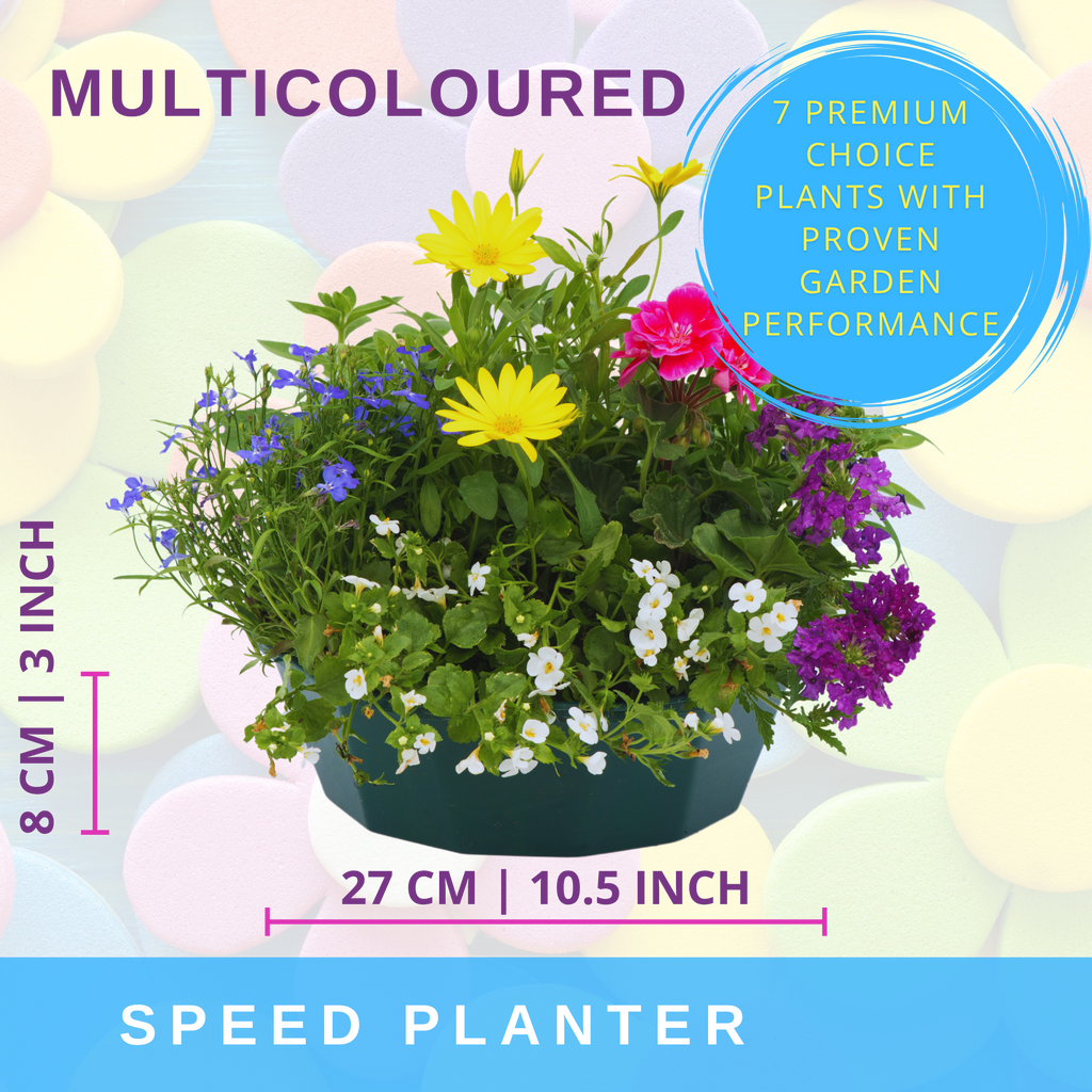 Multicolour Mix Speedplanter — Pre-Planted Mixed Annual Display, 7-Plant Set