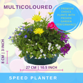 Multicolour Mix Speedplanter — Pre-Planted Mixed Annual Display, 7-Plant Set