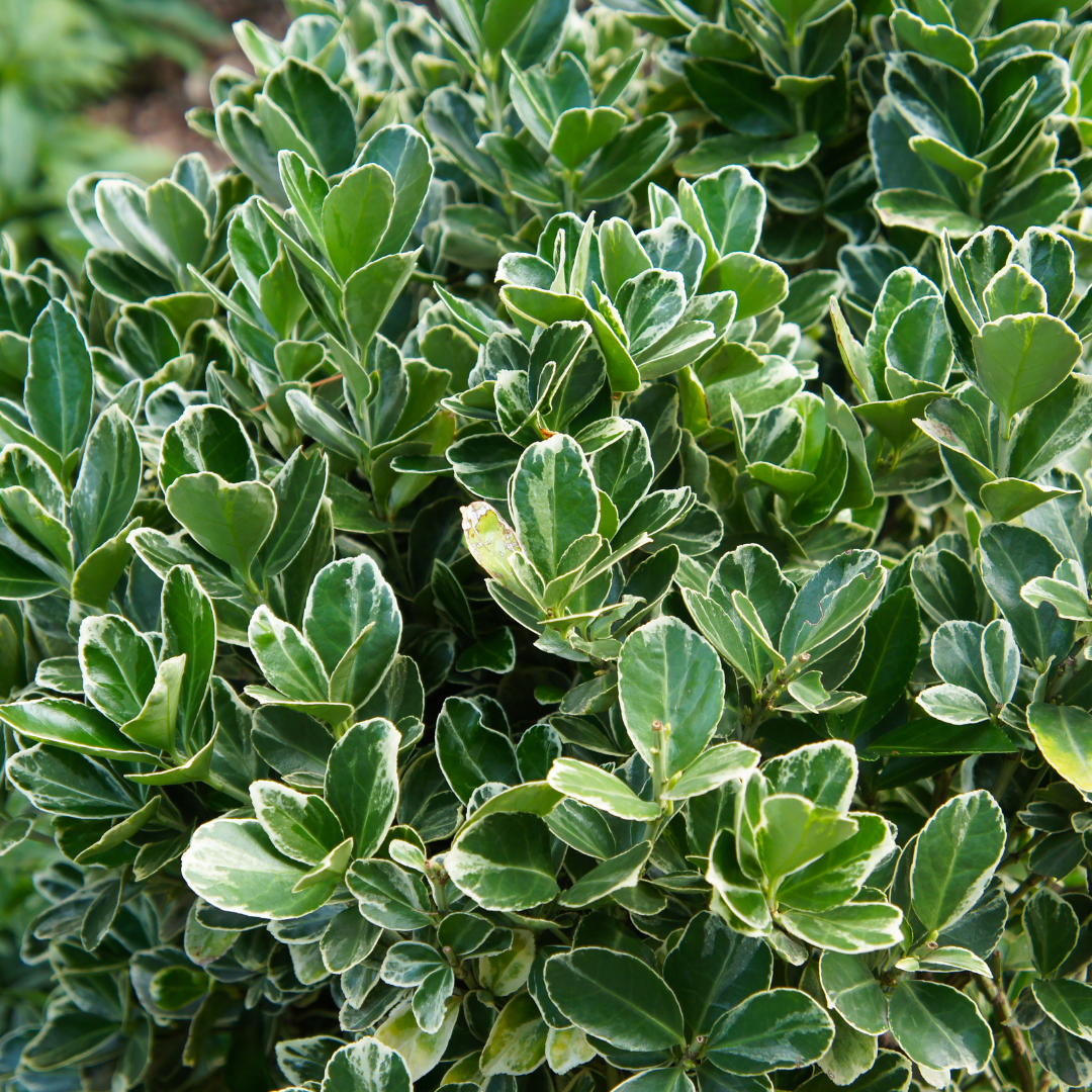 Euonymus ‘Bravo’ — Hardy Shrub, 2L Pot