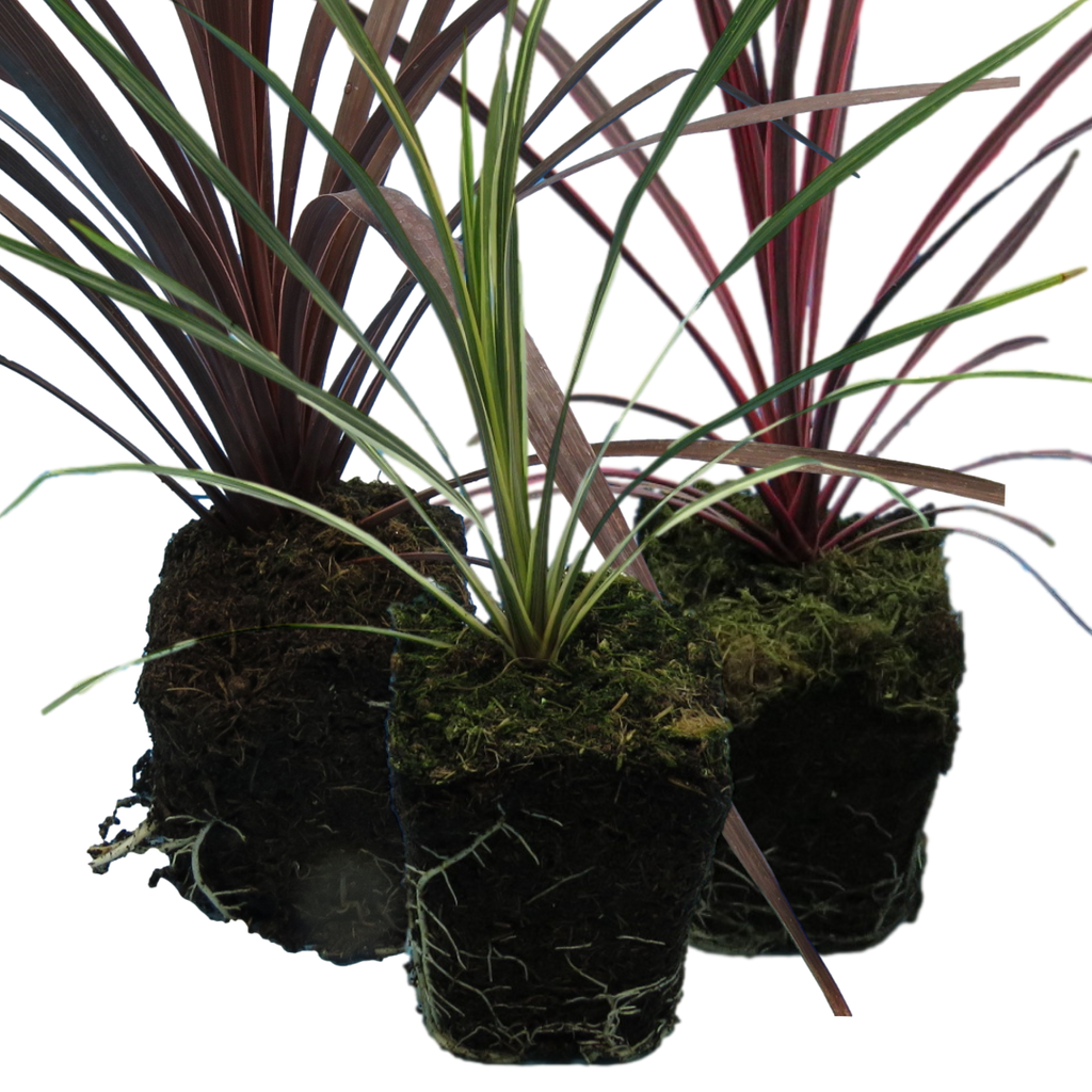 Cordyline Collection — Curated 3-Plant Set (Red Star, Charlie Boy, Torbay Dazzler), 1L Pots