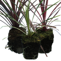 Cordyline Collection — Curated 3-Plant Set (Red Star, Charlie Boy, Torbay Dazzler), 1L Pots