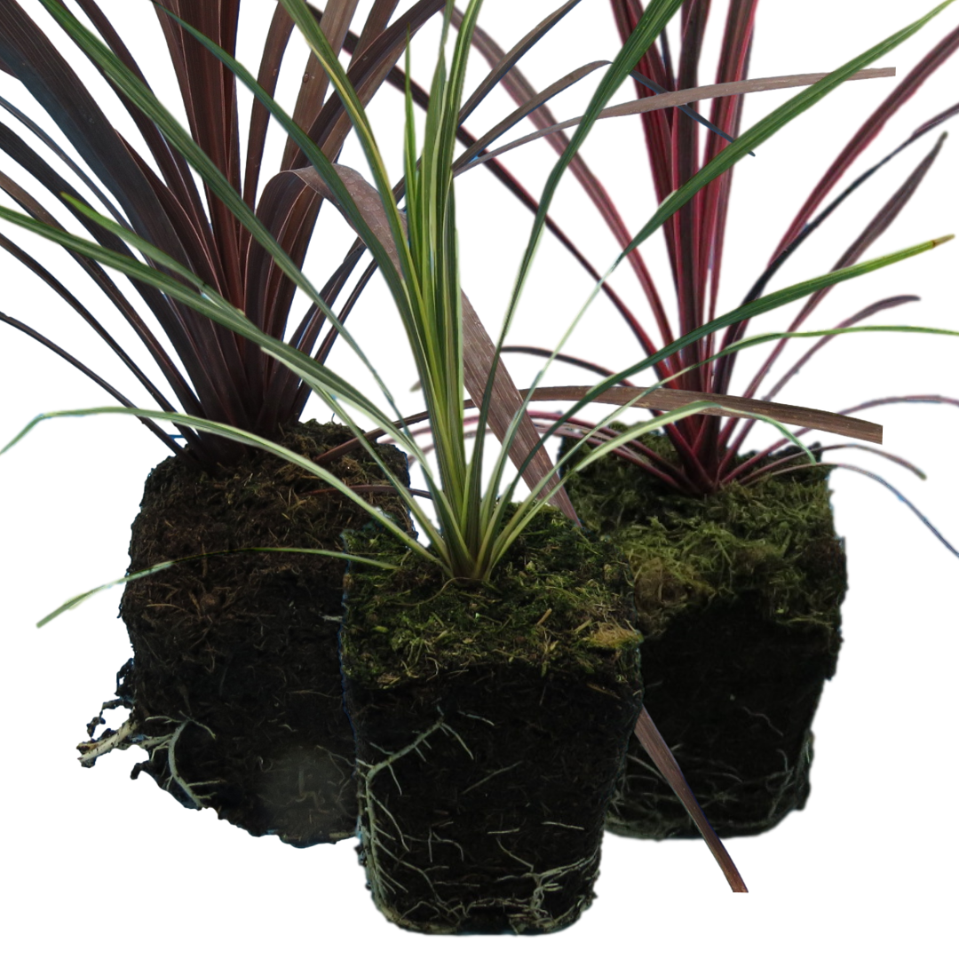 Cordyline Collection — Curated 3-Plant Set (Red Star, Charlie Boy, Torbay Dazzler), 1L Pots
