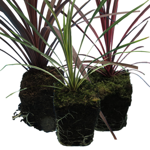 Cordyline Collection — Curated 3-Plant Set (Red Star, Charlie Boy, Torbay Dazzler), 1L Pots