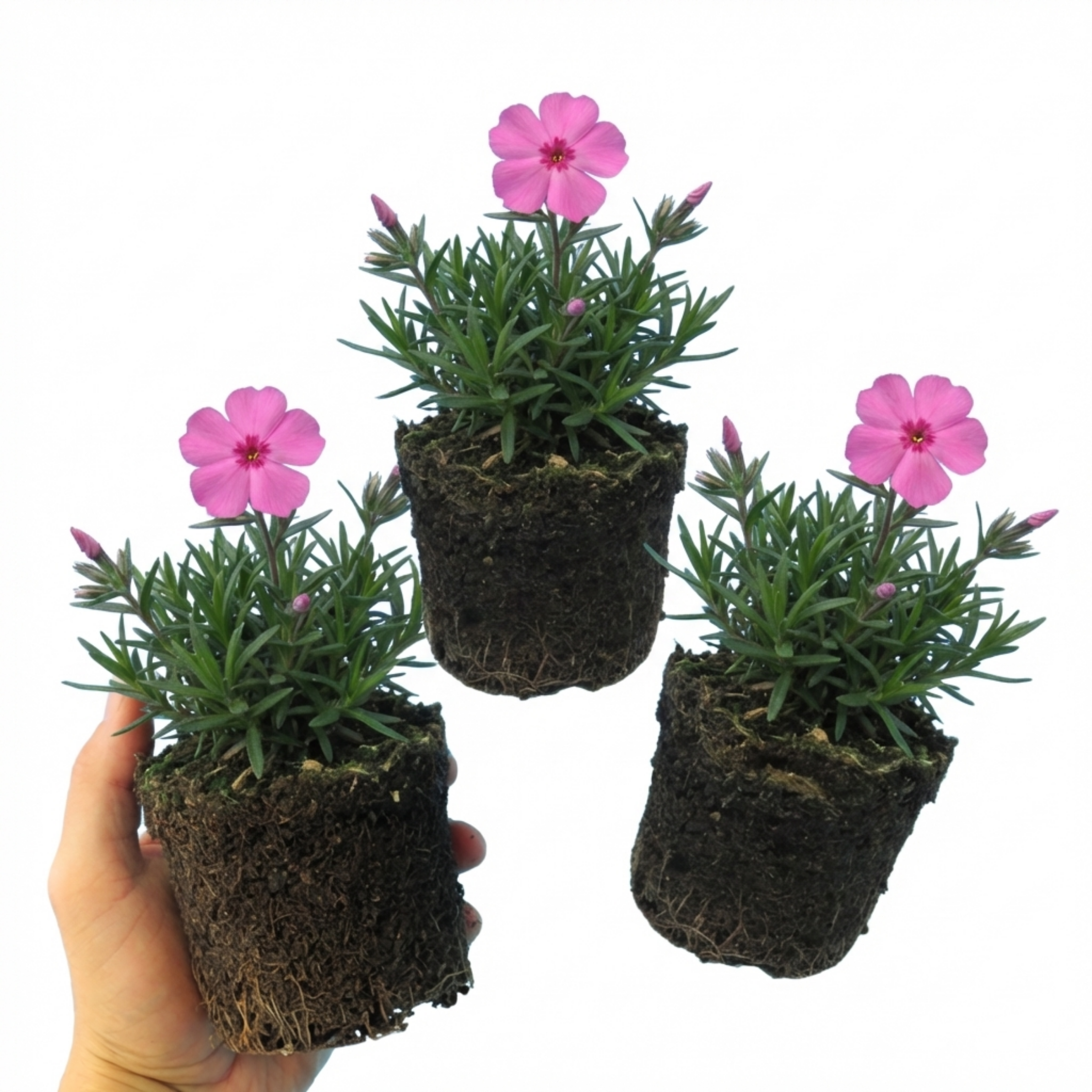 Phlox ‘Fabulous Rose’ — Hardy Perennial, Bee-Friendly, 1L Pot (Set of 3 or 6)