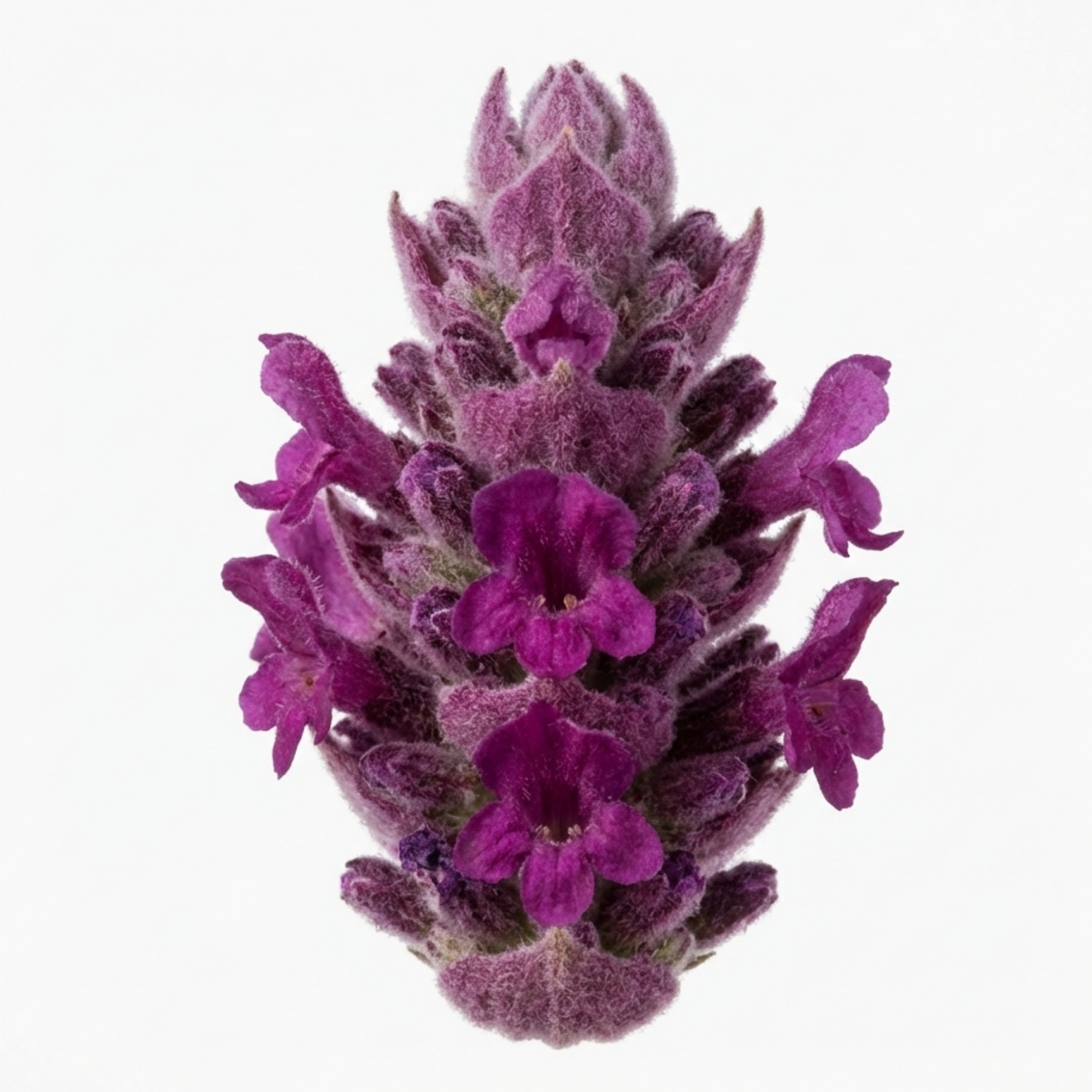 Stachys ‘Byzantina Lamb's Ear’ — Hardy Evergreen Perennial, Bee-Friendly, 1L Pot (Set of 3 or 6)