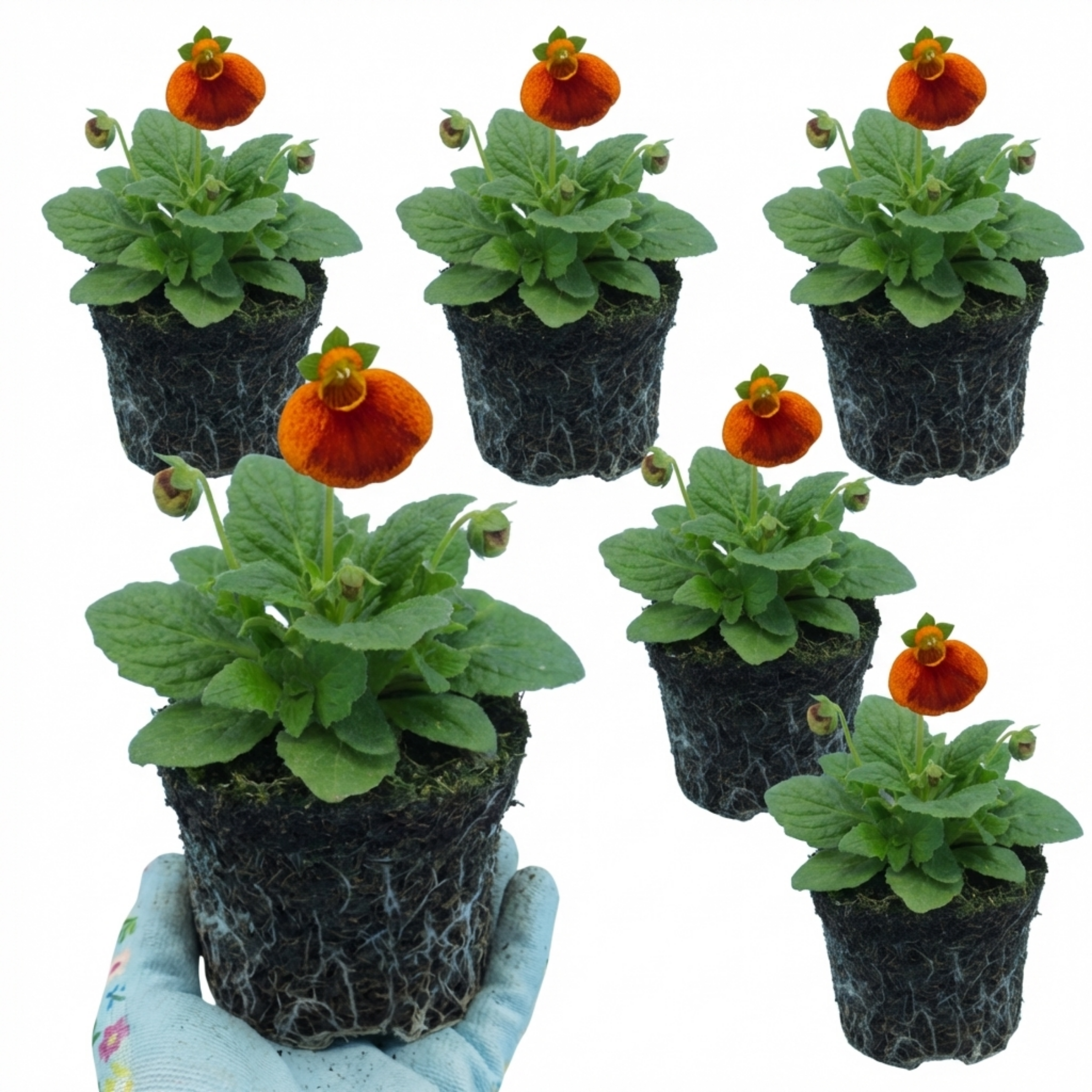 Calceolaria ‘Red Orange Bicolour’ — Hardy Perennial, 1L Pot (Set of 3 or 6)