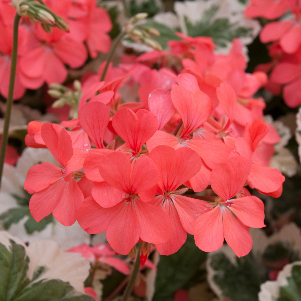 Pelargonium ‘Frank Hedley’ — Tender Perennial (grown as bedding), Bee-Friendly, 1L Pot (Set of 3 or 6)