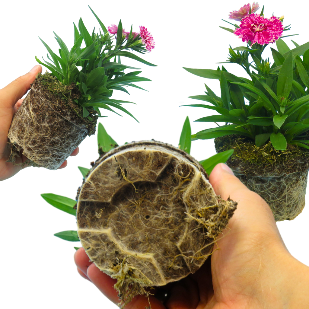 Dianthus ‘Festival White Flame’ — Hardy Short-Lived Perennial (often grown as biennial), Bee-Friendly, 10.5cm Pot (Set of 3 or 6)