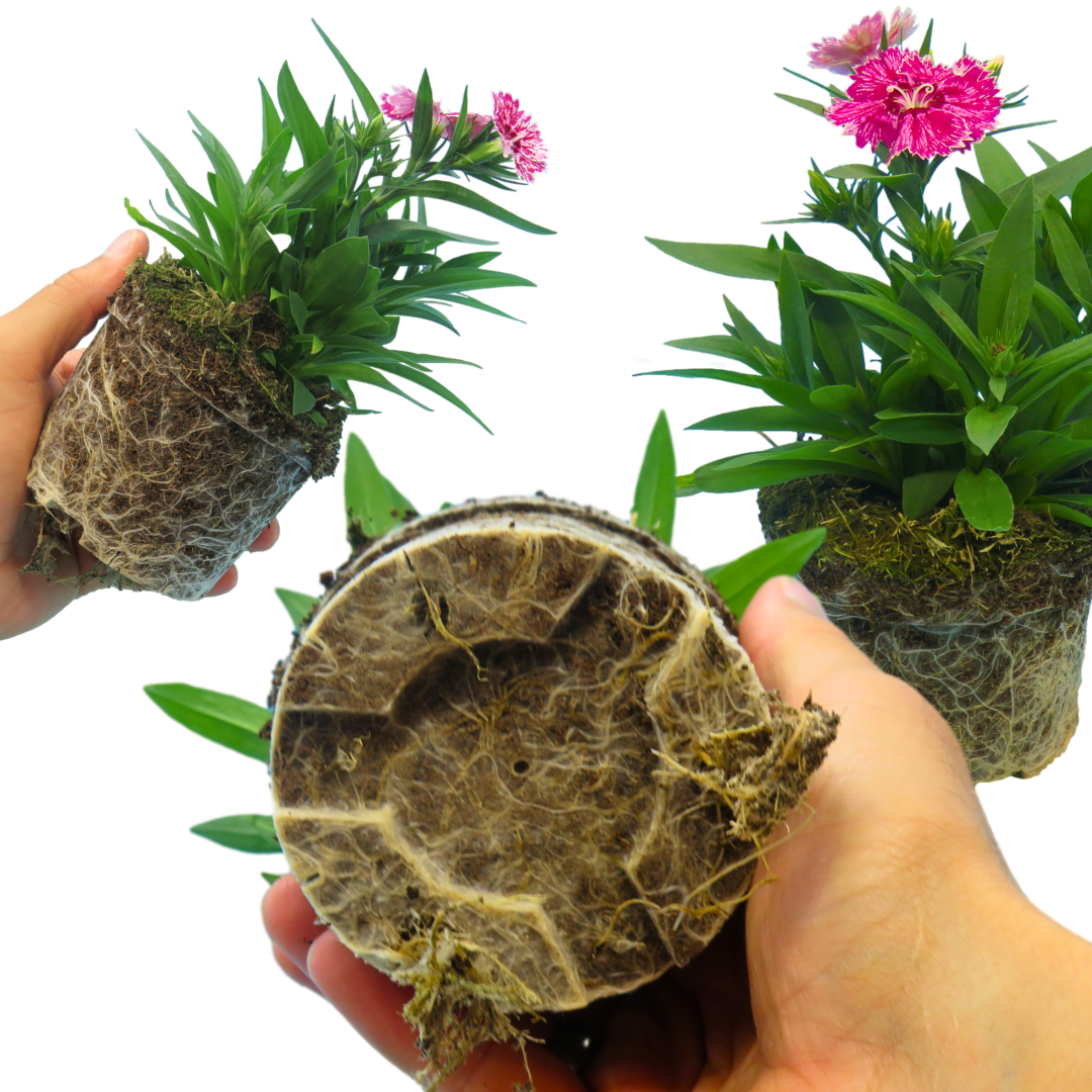 Dianthus ‘Festival White Flame’ — Hardy Short-Lived Perennial (often grown as biennial), Bee-Friendly, 10.5cm Pot (Set of 3 or 6)