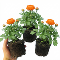Ranunculus ‘Vortex Orange’ — Hardy Perennial (tuberous), Bee-Friendly, 1L Pot (Set of 3 or 6)
