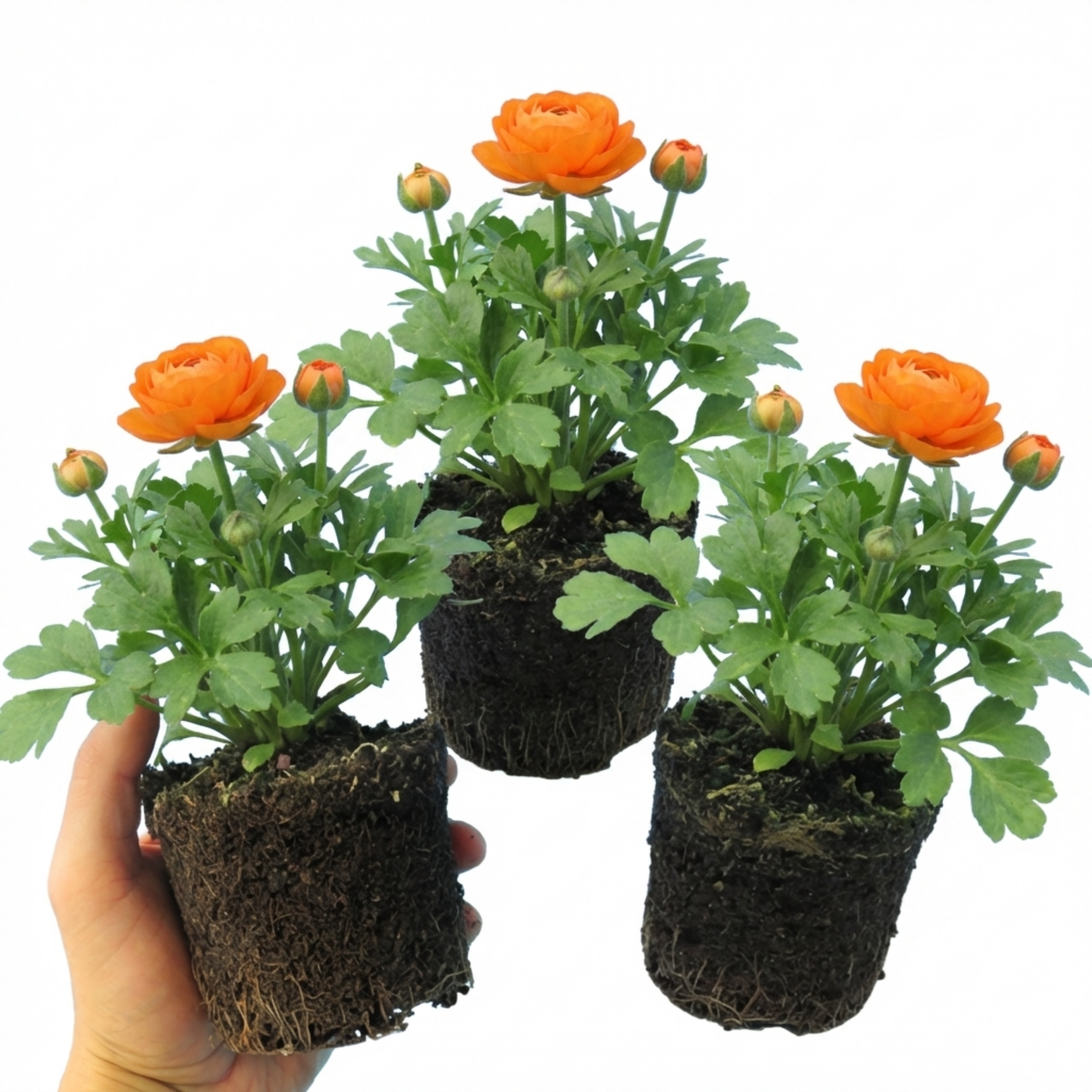 Ranunculus ‘Vortex Orange’ — Hardy Perennial (tuberous), Bee-Friendly, 1L Pot (Set of 3 or 6)