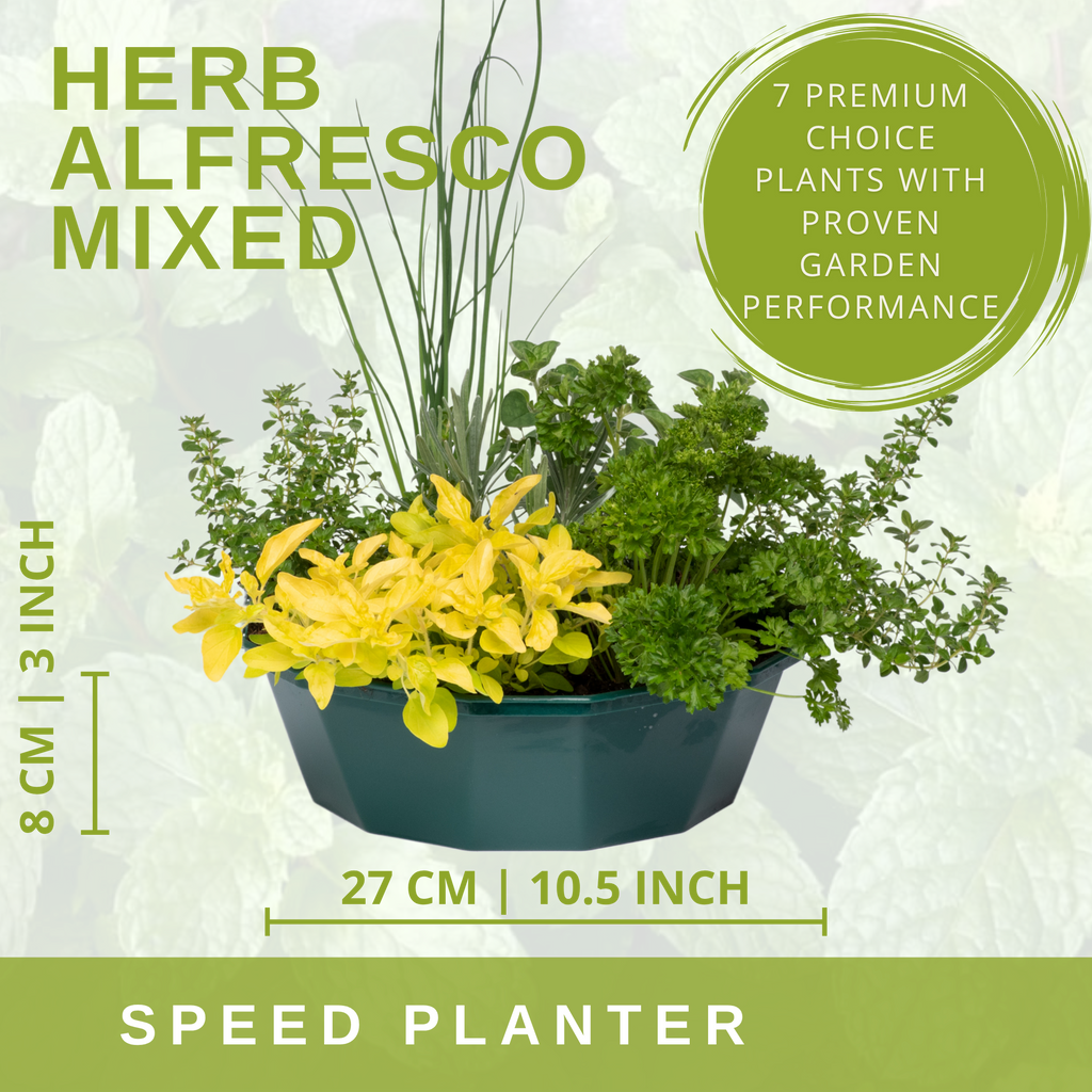Herb Alfresco Mix Speedplanter — Pre-Planted Culinary Herb Set, 7 Plants