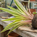 Cordyline ‘Lime Passion’ — Hardy Perennial, 3L Pot