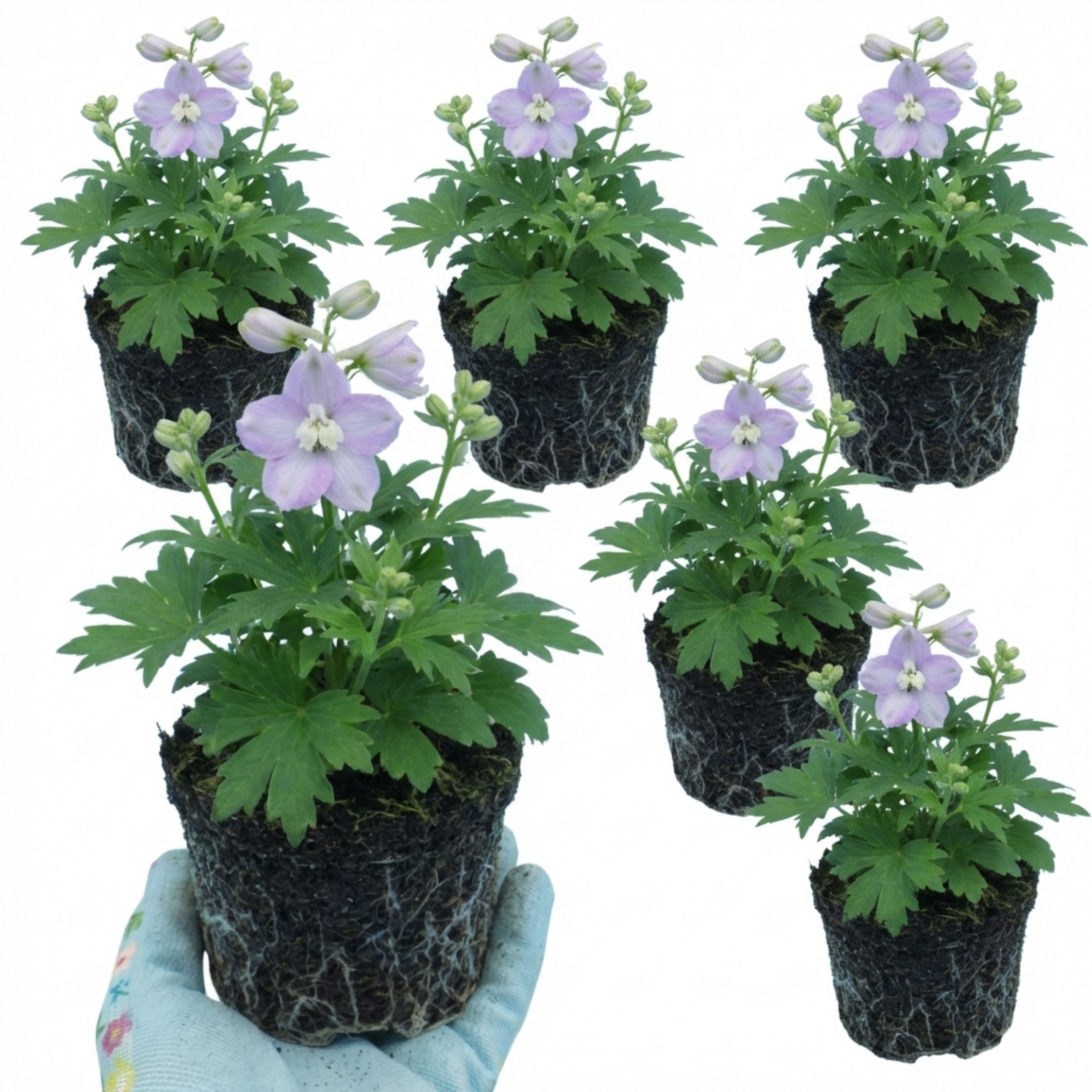 Delphinium ‘Lilac Rose White’ — Herbaceous Perennial, Bee-Friendly, 1L Pot (Set of 3 or 6)