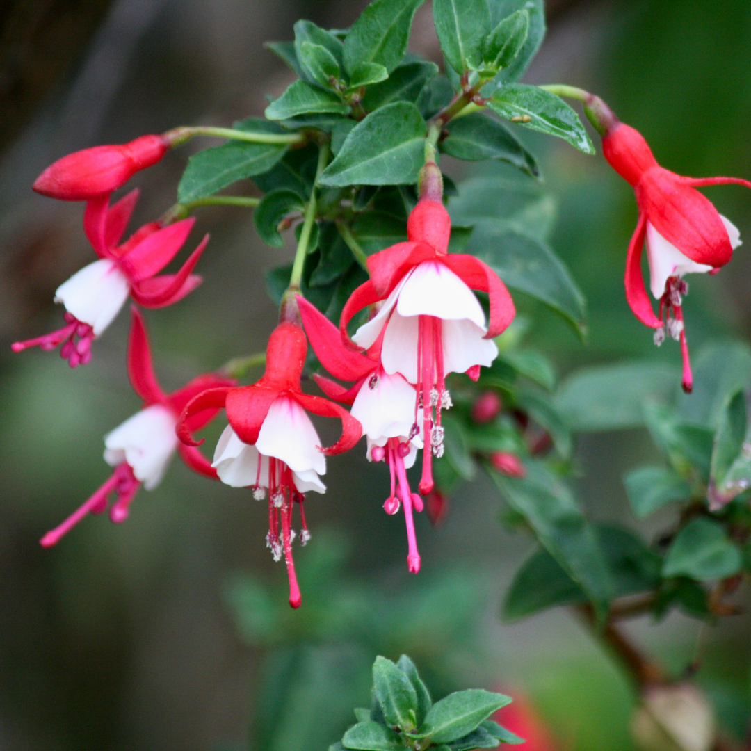 Fuchsia ‘Alice Hoffman’ — Hardy Perennial, 2L Pot