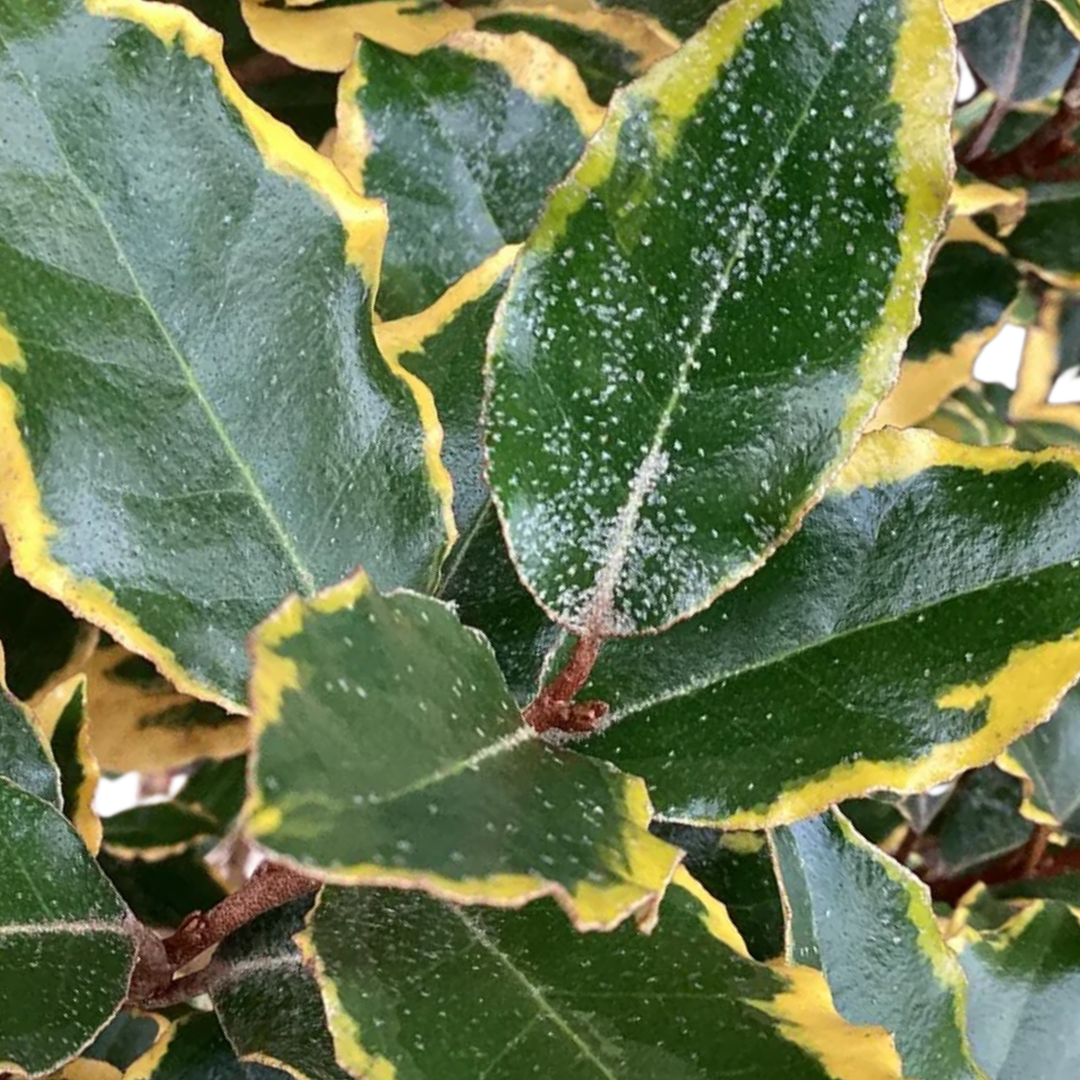 Elaeagnus ‘Viveleg’ — Hardy Perennial, 3L Pot