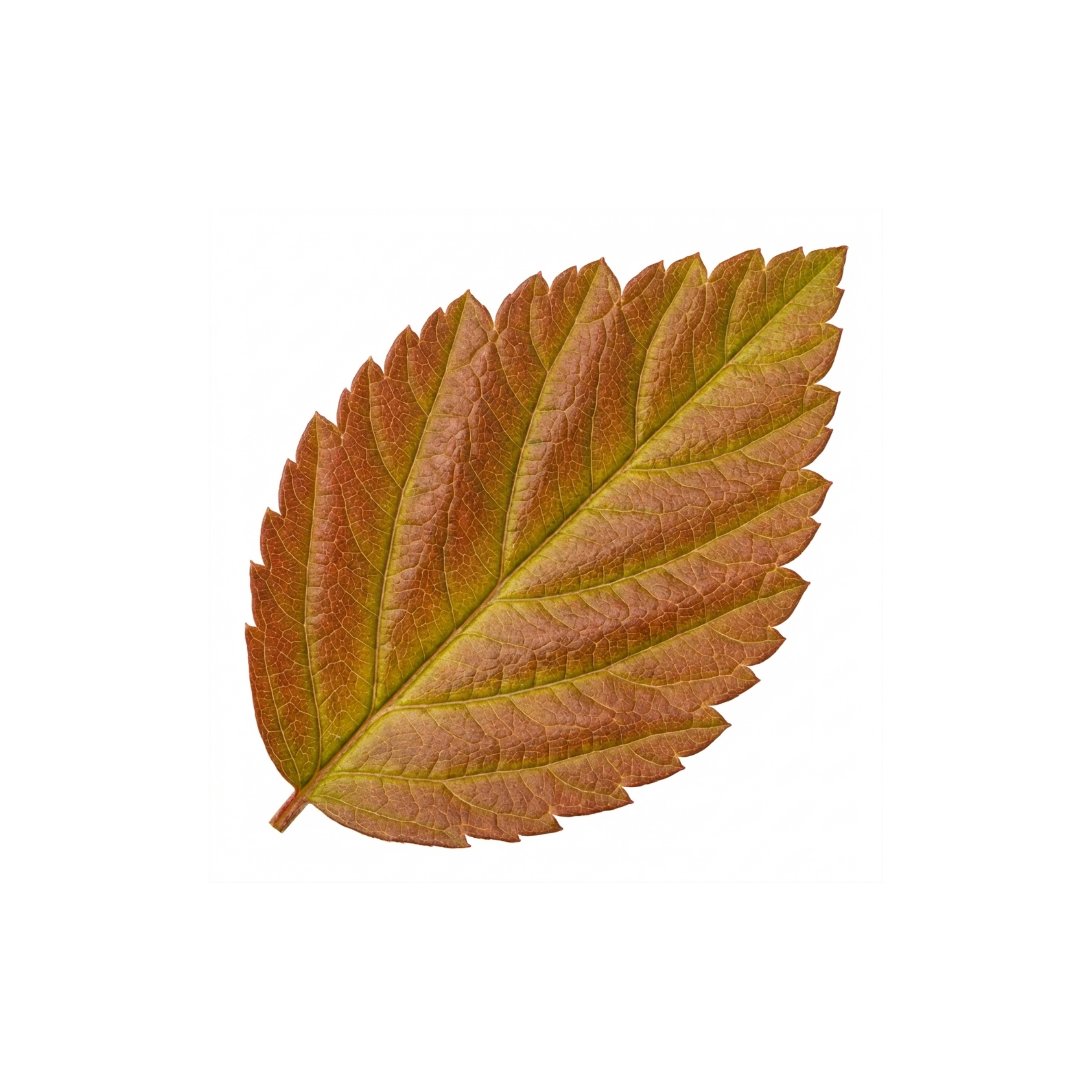 Spiraea ‘Goldflame’ — Deciduous Shrub, Bee-Friendly, 17cm Pot
