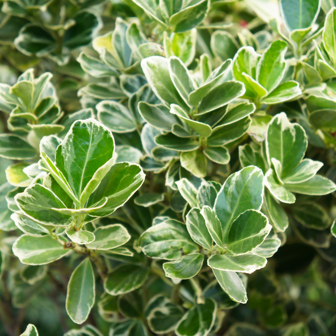 Euonymus ‘President Gauthier’ — Hardy Shrub, 2L Pot